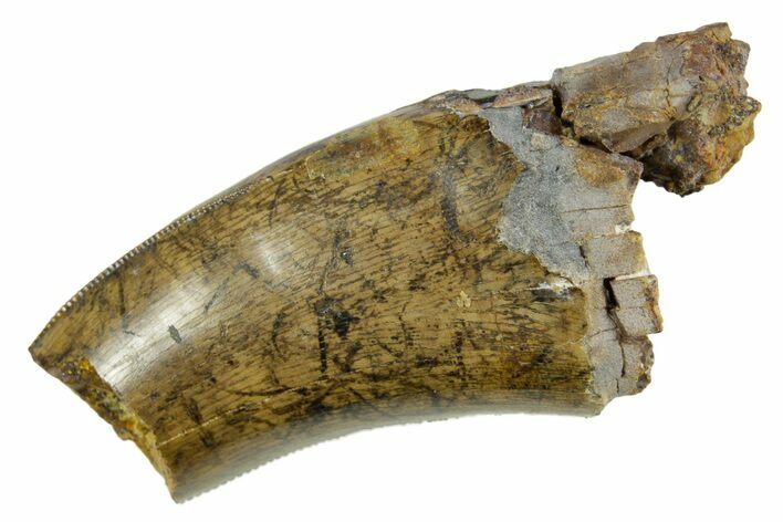Partial Fossil Tyrannosaur (Nanotyrannus) Tooth - Montana #378485